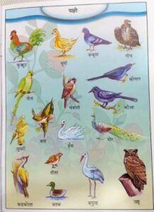 Birds Name in Hindi and English